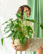 Livraison plante - Philodendron 'Xanadu'