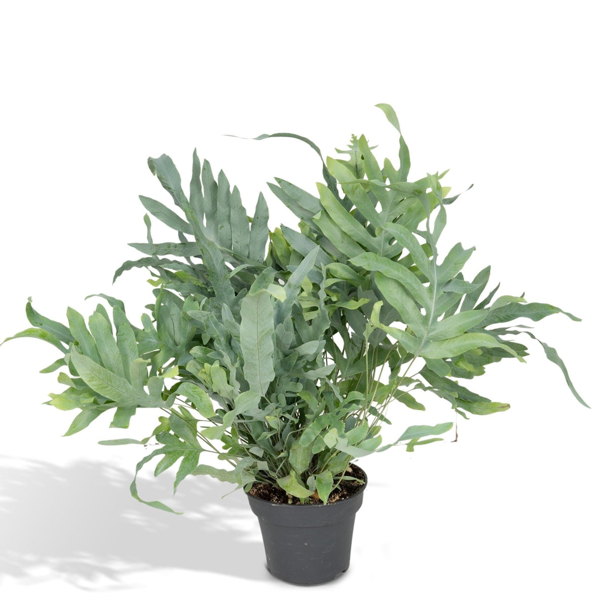 Livraison plante - Phlebodium blue star - h50cm, Ø17cm - plante d'intérieur