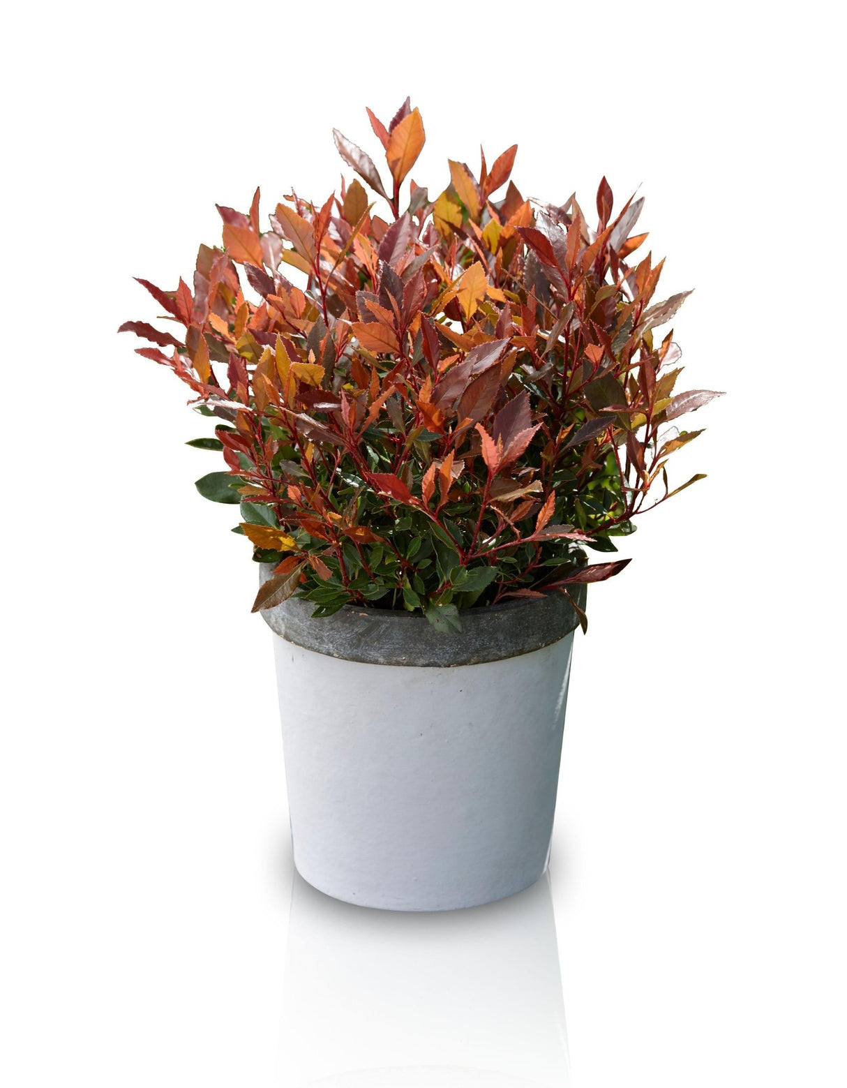 Livraison plante - Photinia fras. 'Chico'® - ↨20cm - Ø13cm - arbuste extérieur