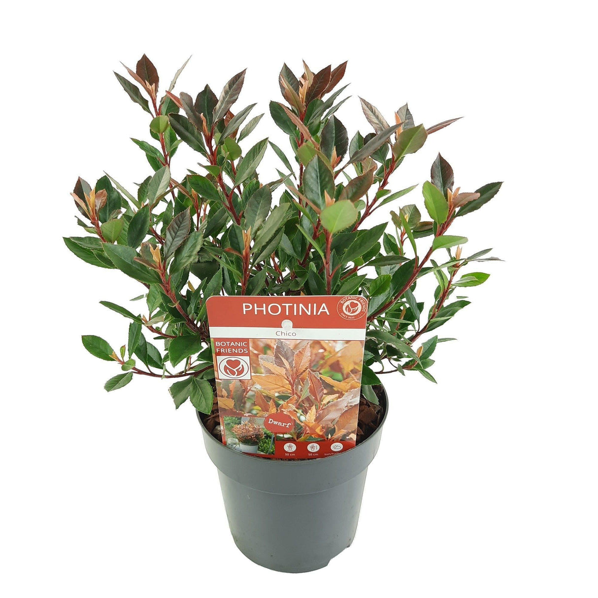Livraison plante - Photinia fras. 'Chico'® - ↨20cm - Ø13cm - arbuste extérieur