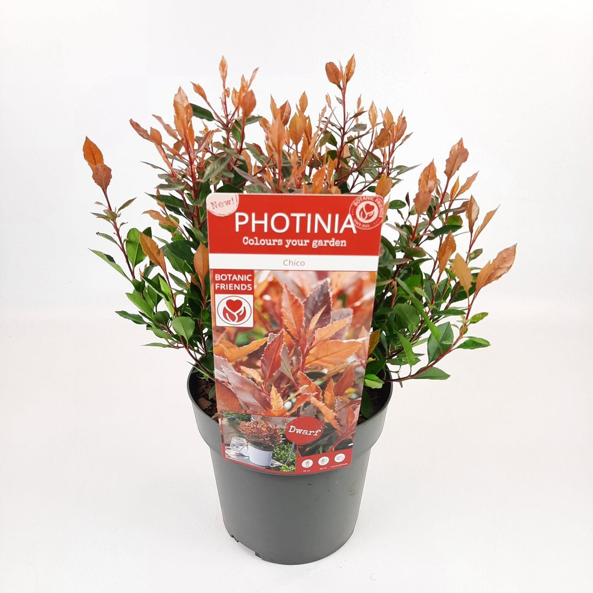 Livraison plante - Photinia fras. 'Chico'® - ↨25cm - Ø19cm - arbuste extérieur