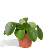 Livraison plante - Pilea Peperomiodes - h20cm, Ø12cm - plante d'intérieur