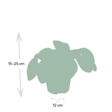 Livraison plante - Pilea Peperomiodes - h20cm, Ø12cm - plante d'intérieur