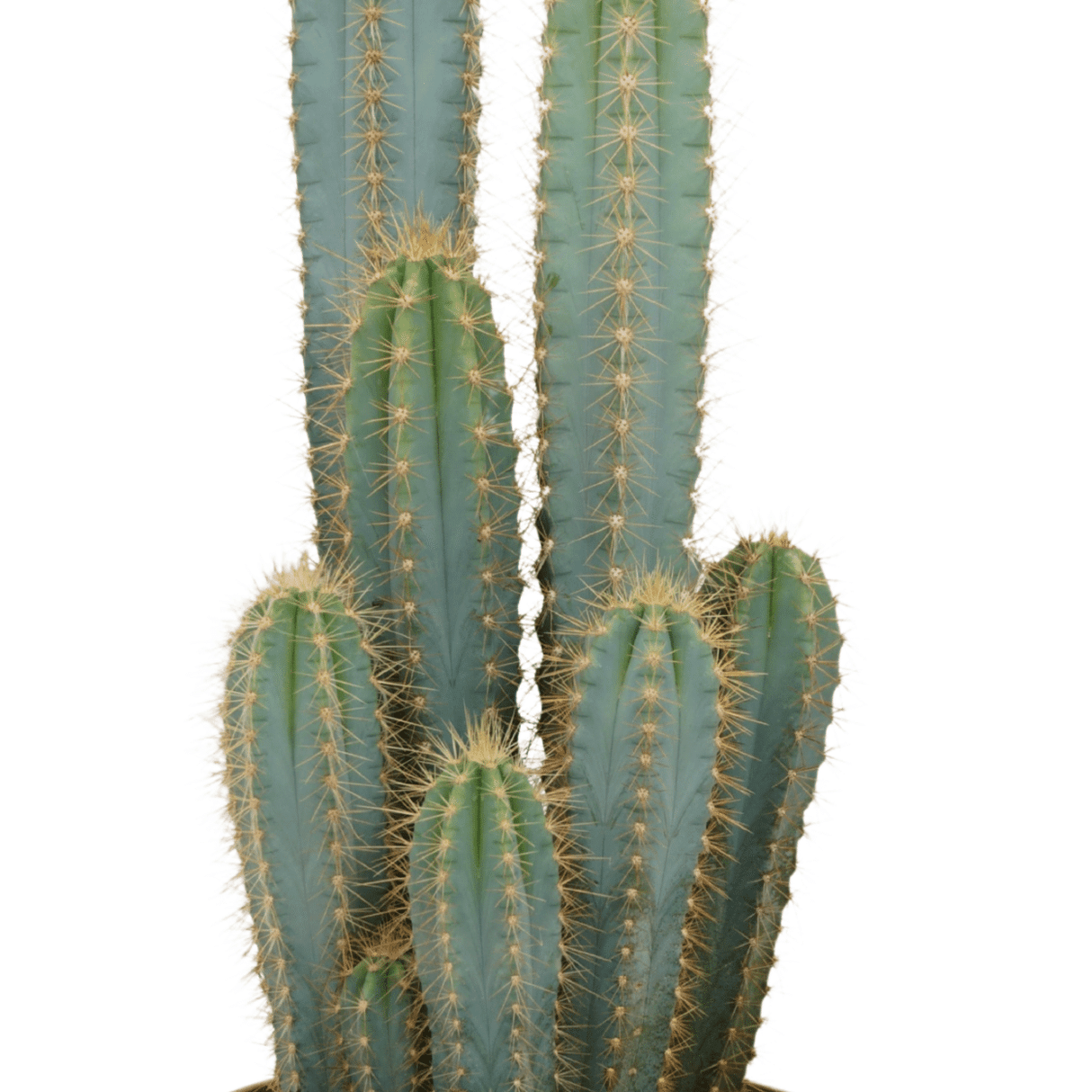 Livraison plante - Pilosocereus Azureus - Cactus d'intérieur