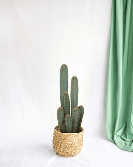 Livraison plante - Pilosocereus Azureus - Cactus d'intérieur