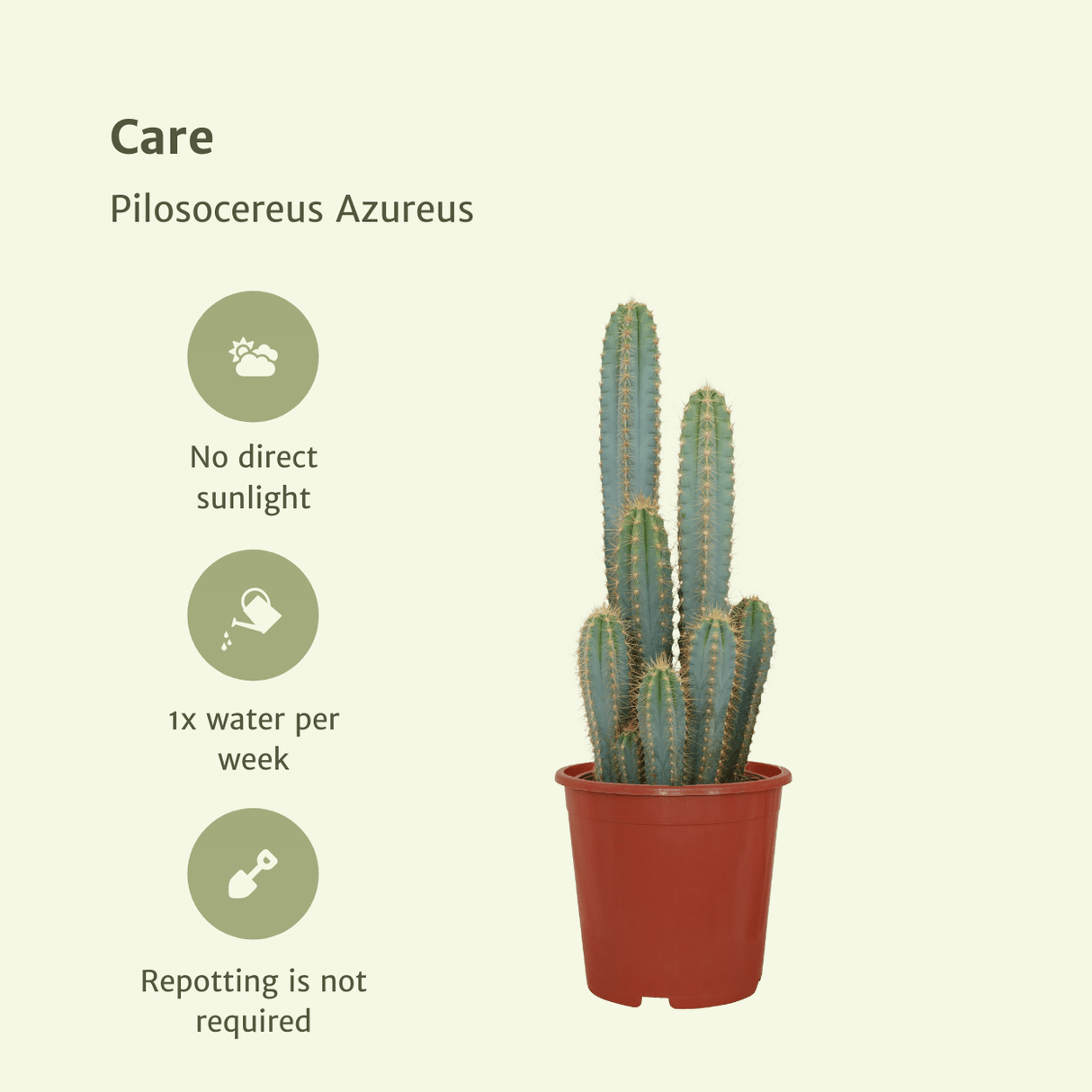Achetez le Cactus Pilosocereus Azureus, plante exotique résistante