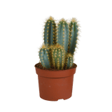 Livraison plante - Pilosocereus Azureus - h27cm, Ø12cm - cactus d'intérieur