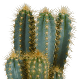 Livraison plante - Pilosocereus Azureus - h27cm, Ø12cm - cactus d'intérieur