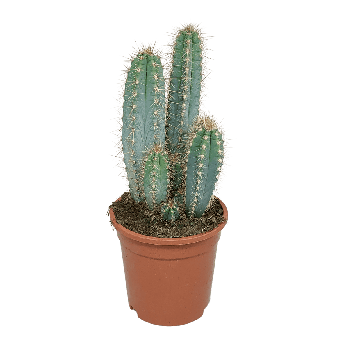 Livraison plante - Pilosocereus Azureus - h40cm, Ø17cm - cactus d'intérieur