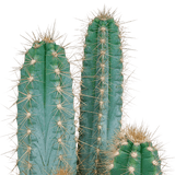 Livraison plante - Pilosocereus Azureus - h40cm, Ø17cm - cactus d'intérieur