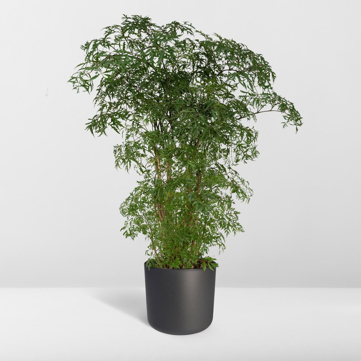 Livraison plante - Polyscias Fruticosa - h75cm, Ø21cm - grande plante d'intérieur