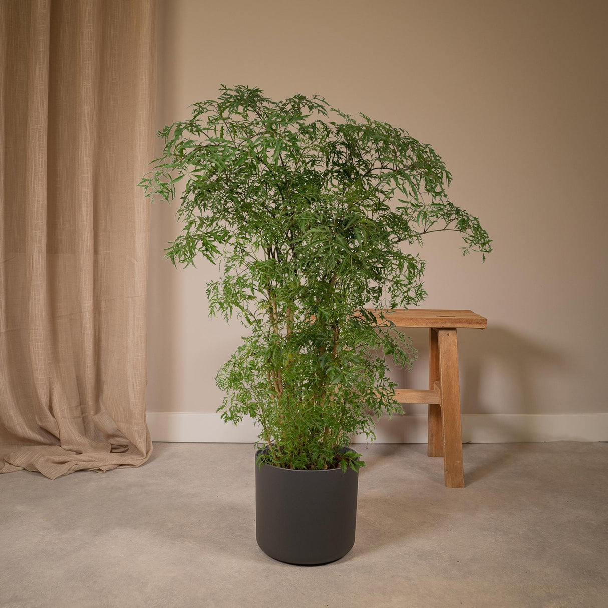 Livraison plante - Polyscias Fruticosa - h75cm, Ø21cm - grande plante d'intérieur