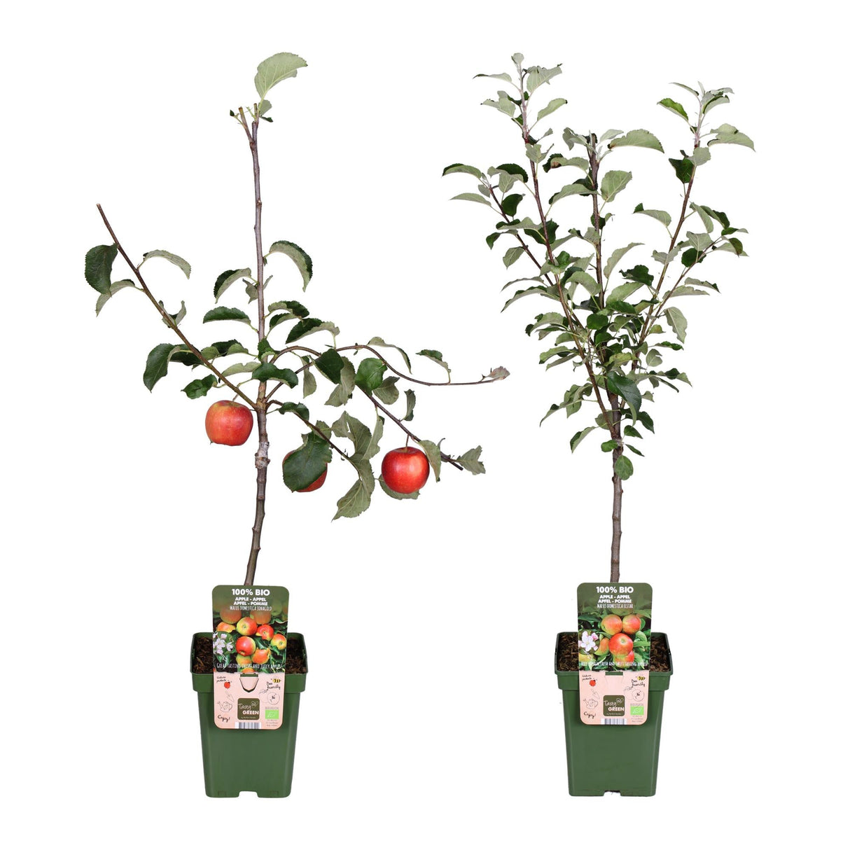 Livraison plante - Pommier Malus mix Lot de 2 - ↨100cm - Ø23 - arbre fruitier