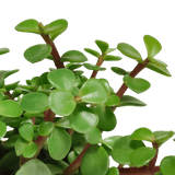 Livraison plante - Portulacaria Afra - h25cm, Ø10,5cm - plante d'intérieur