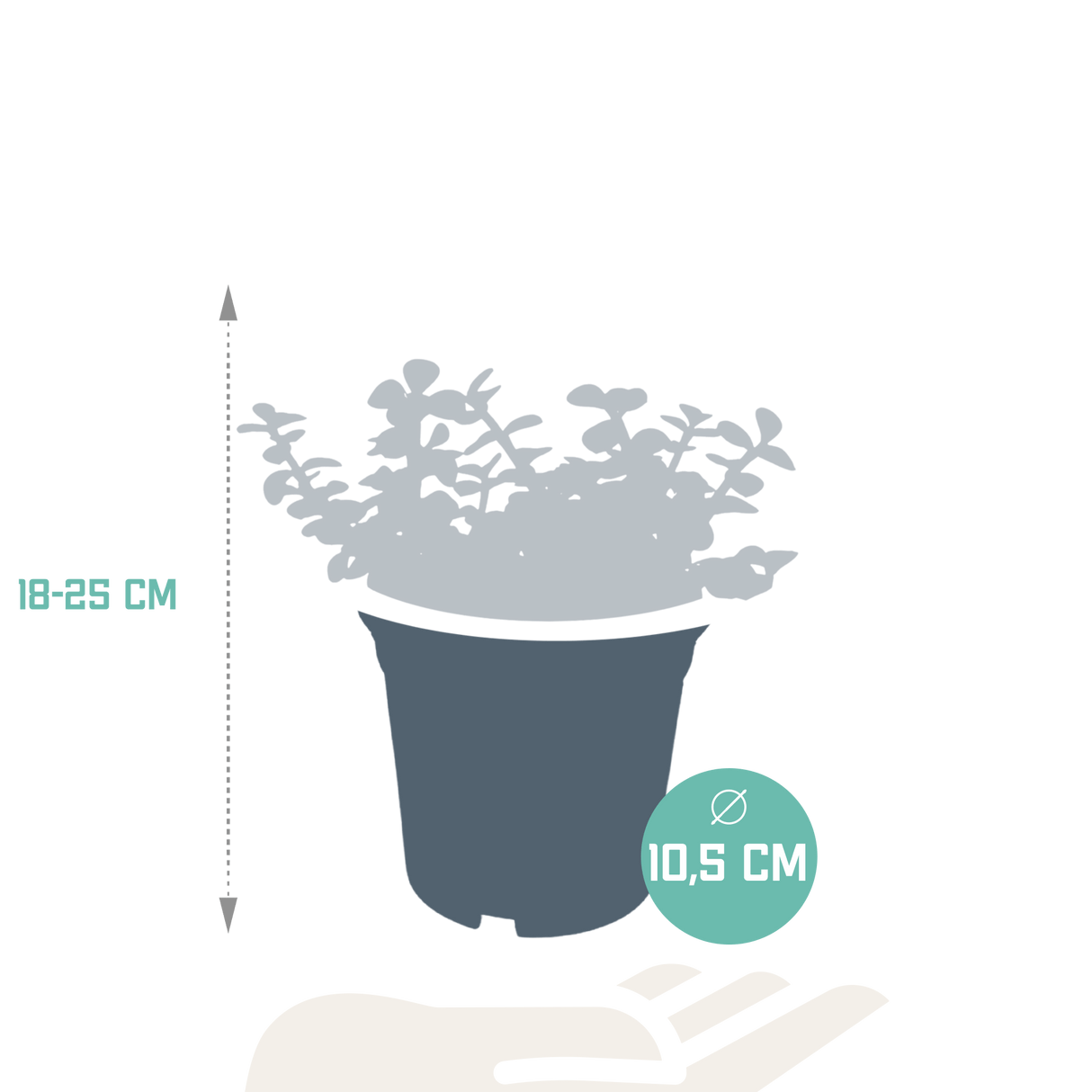Livraison plante - Portulacaria Afra - h25cm, Ø10,5cm - plante d'intérieur