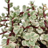 Livraison plante - Portulacaria afra Variegata - h25cm, Ø10,5 cm - plante d'intérieur succulente