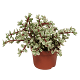 Livraison plante - Portulacaria afra Variegata - h25cm, Ø10,5 cm - plante d'intérieur succulente