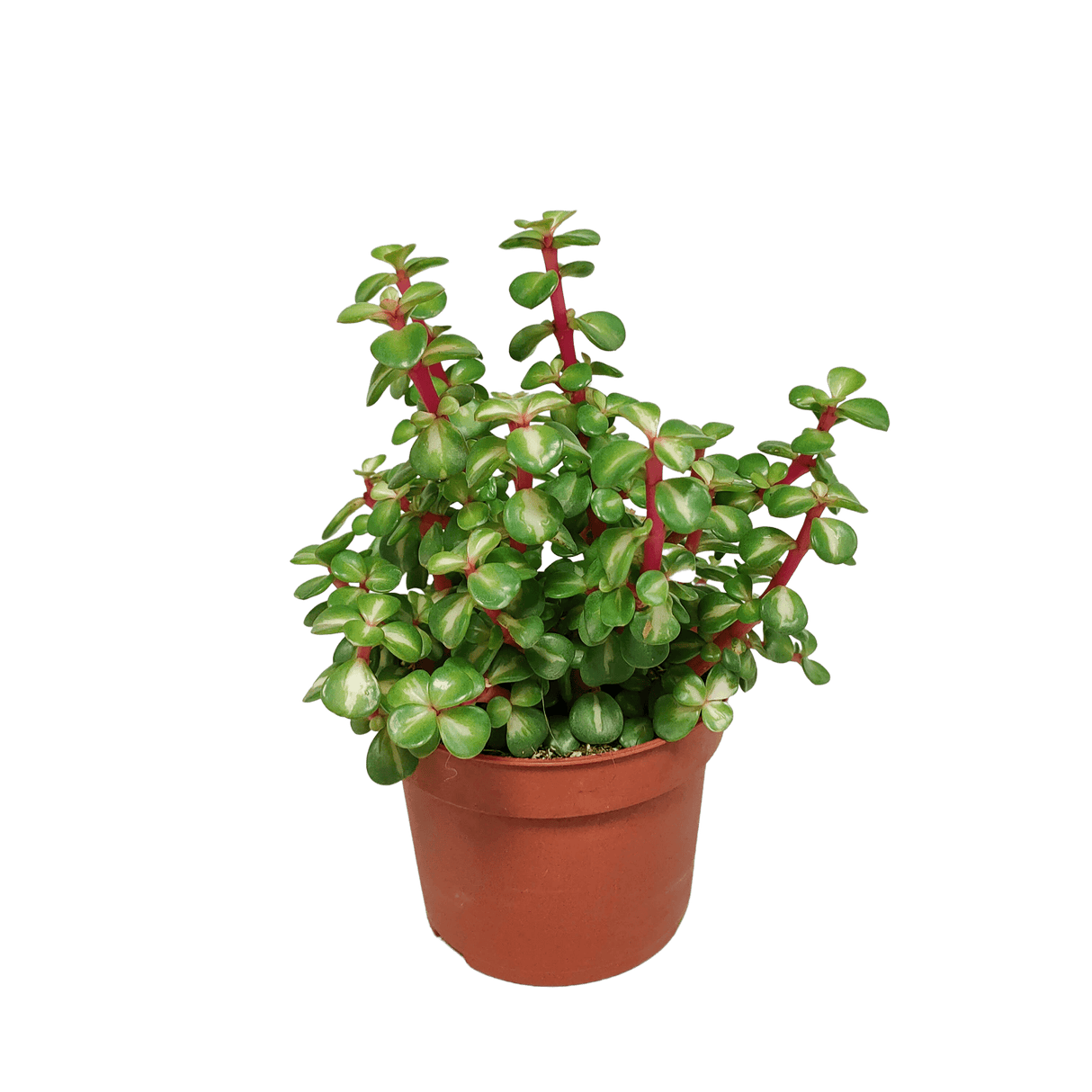Livraison plante - Portulacaria Afra Variegata - h25cm, Ø10,5cm - plante grasse
