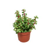 Livraison plante - Portulacaria Afra Variegata - h25cm, Ø10,5cm - plante grasse