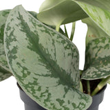 Livraison plante - Pothos Scindapsus Pictus Epipremnum - h15cm, Ø12cm - plante d'intérieur tombante