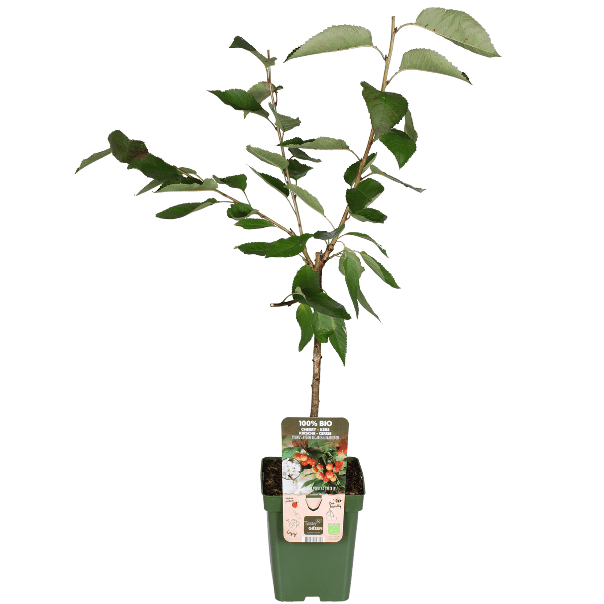 Livraison plante - Prunier 'Bigarreau Napoléon' - h100cm, Ø23cm - grande plante d'extérieur