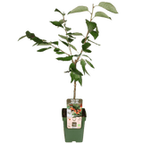 Livraison plante - Prunier 'Bigarreau Napoléon' - h100cm, Ø23cm - grande plante d'extérieur