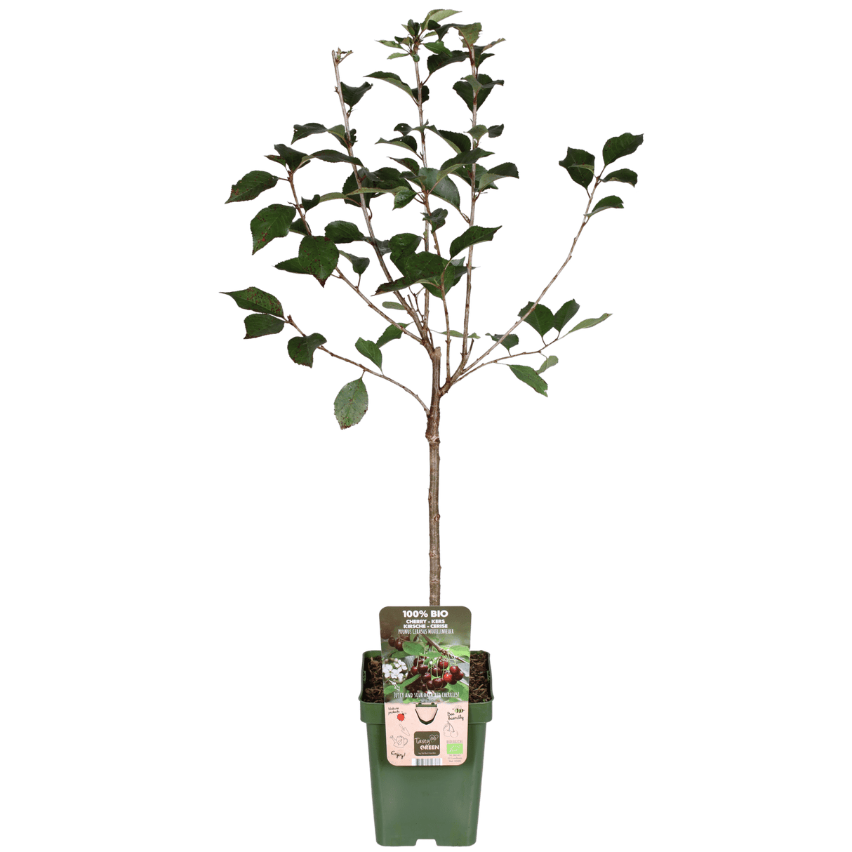 Livraison plante - Prunier 'Morellenfeuer' - h100cm, Ø23cm - grande plante d'extérieur