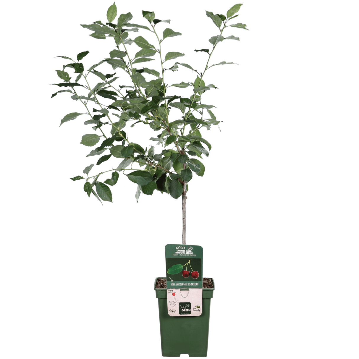 Livraison plante - Prunier 'Morellenfeuer' - h100cm, Ø23cm - grande plante d'extérieur