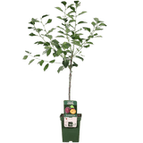 Livraison plante - Prunier 'Opal' - h100cm, Ø23cm - grande plante d'extérieur