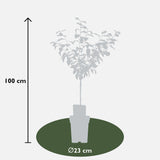 Livraison plante - Prunier 'Reine Claude Verte' - h100cm, Ø29cm - grande plante d'extérieur