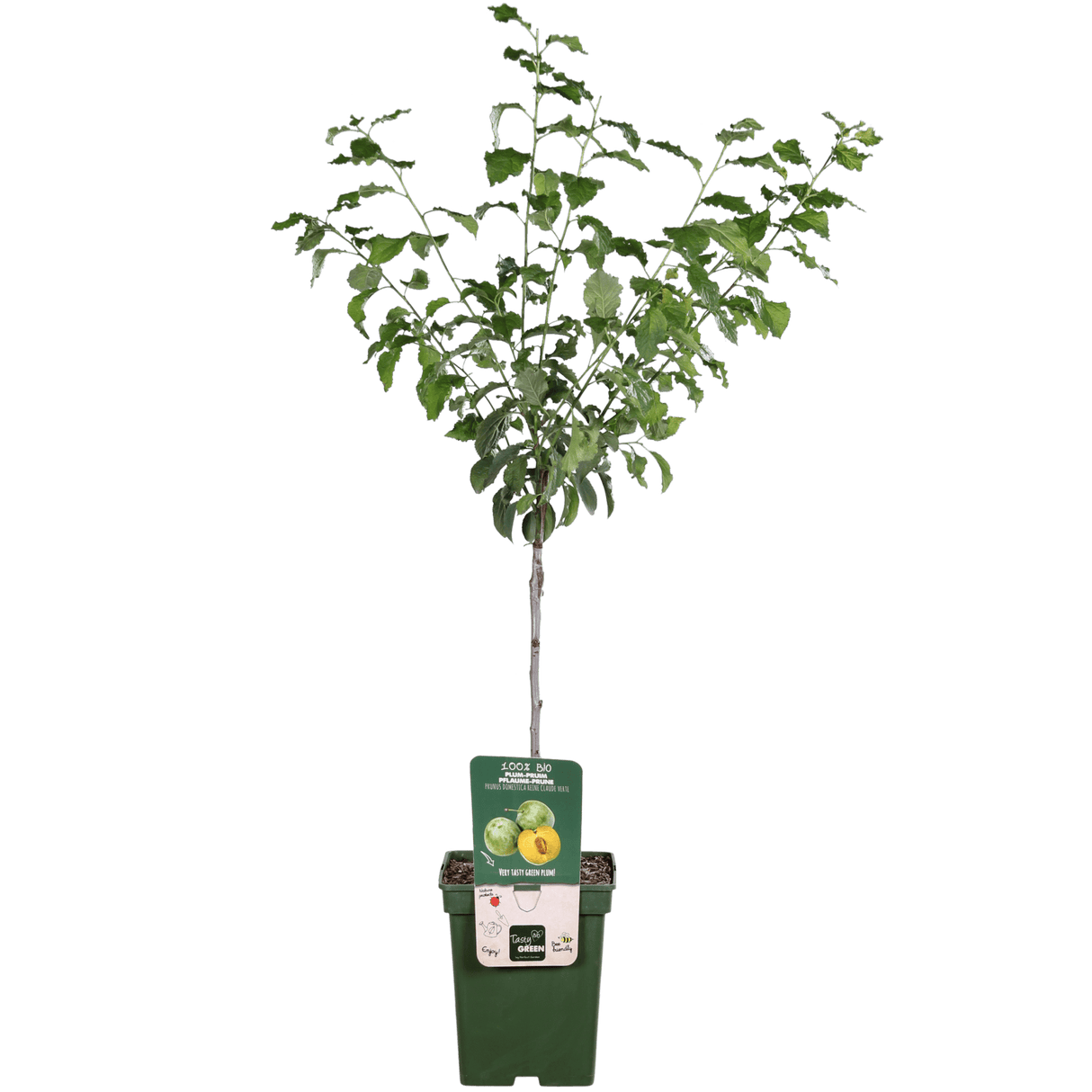Livraison plante - Prunier 'Reine Claude Verte' - h100cm, Ø29cm - grande plante d'extérieur