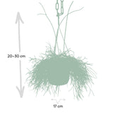 Livraison plante - Rhipsalis baccifera - h30cm, Ø12cm - plante d'intérieur tombante