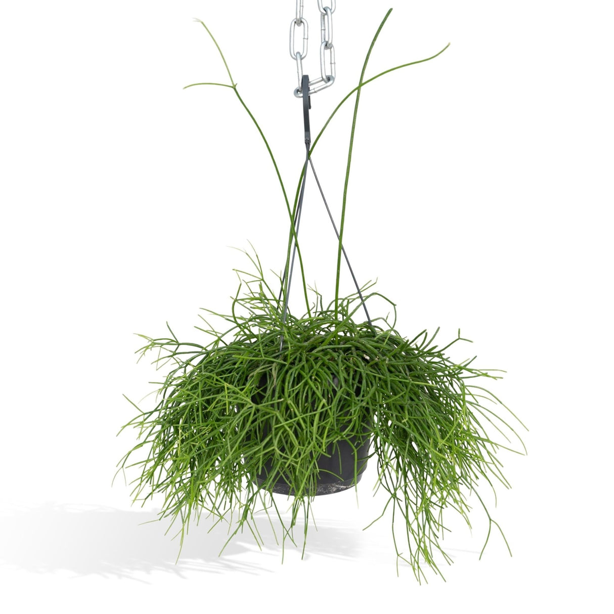 Livraison plante - Rhipsalis baccifera - h30cm, Ø12cm - plante d'intérieur tombante