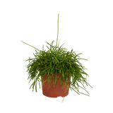 Livraison plante - Rhipsalis Baccifera Oasis - h26cm, Ø12cm - plante d'intérieur