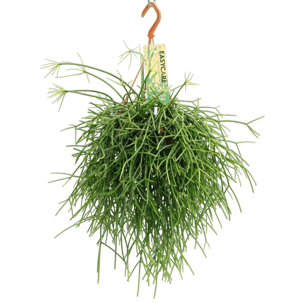 Livraison plante - Rhipsalis Pulchra