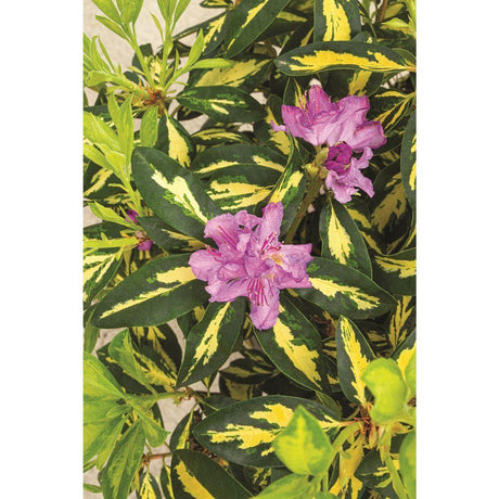 Livraison plante - Rhododendron 'Gold Leaf' - ↨35cm - Ø19cm - plante d'extérieur