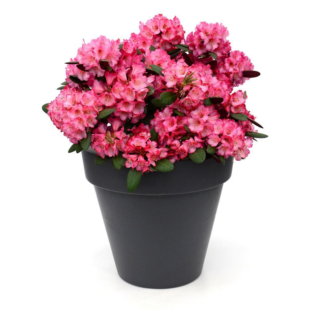 Livraison plante - Rhododendron 'Wine & Roses'® - ↨20cm - Ø13cm - arbuste fleuri