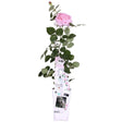 Livraison plante - Rosier Crazy in Love 'Pink' - ↨65cm - Ø15 - arbuste fleuri extérieur