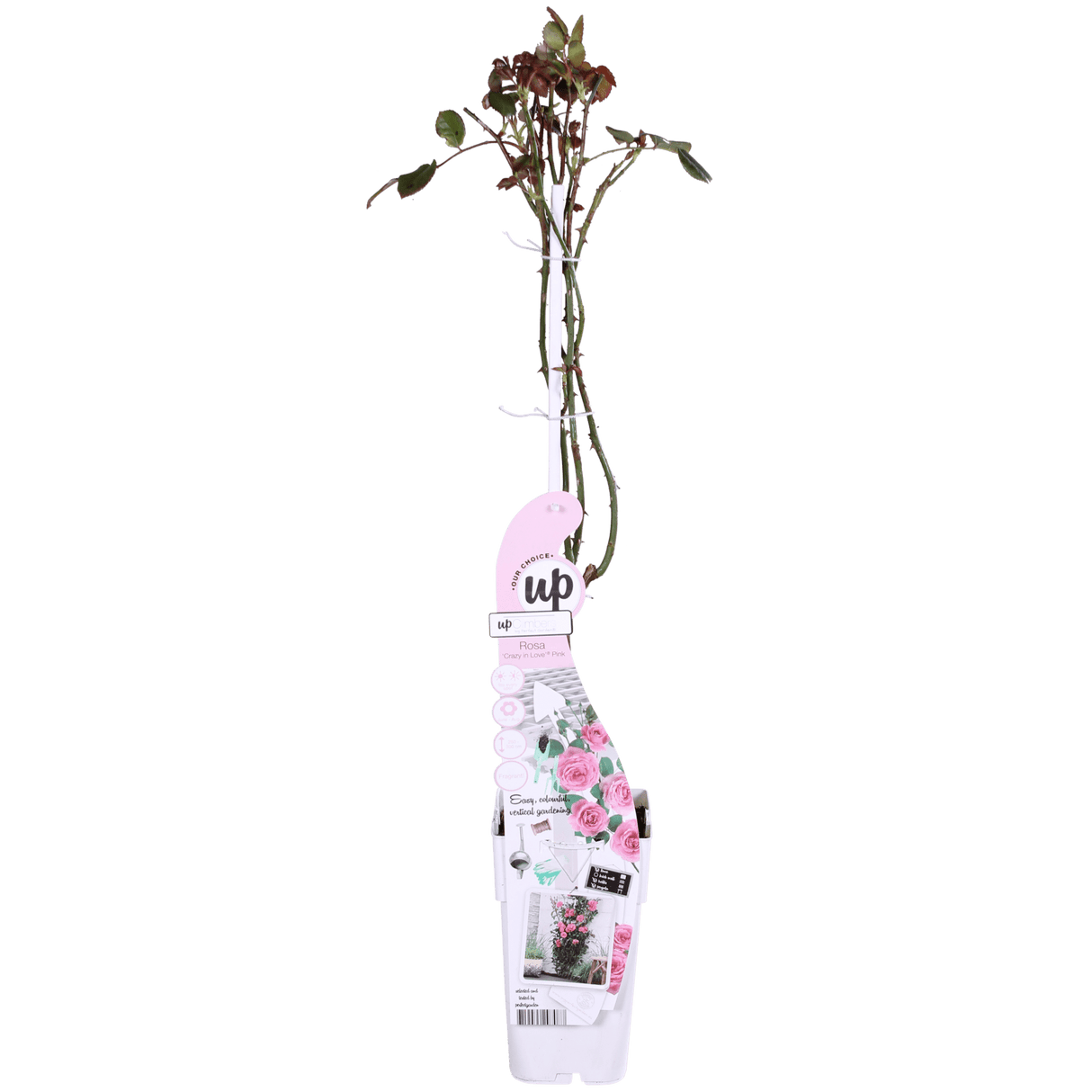 Livraison plante - Rosier Crazy in Love 'Pink' - ↨65cm - Ø15 - arbuste fleuri extérieur