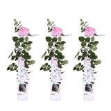 Livraison plante - Rosier rose - lot de 3 - ↨65cm - Ø15 - plante fleurie d'extérieur