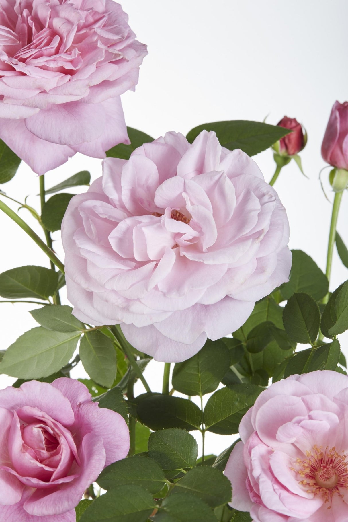 Livraison plante - Rosier rose - lot de 3 - ↨65cm - Ø15 - plante fleurie d'extérieur