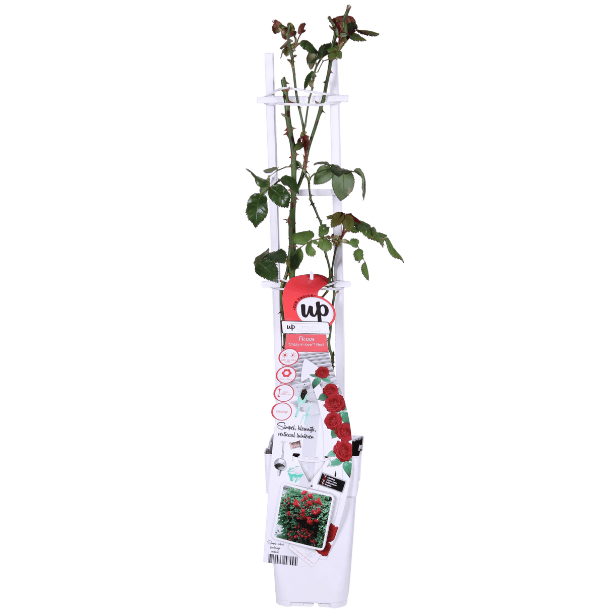 Livraison plante - Rosier rouge - ↨65cm - Ø15 - arbuste fleuri