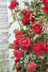 Livraison plante - Rosier rouge - ↨65cm - Ø15 - arbuste fleuri