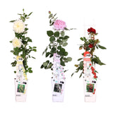 Livraison plante - Rosier rouge, rose, blanc - lot de 3 - ↨65cm - Ø15 - plante d'extérieur fleurie