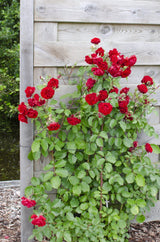 Livraison plante - Rosier rouge, rose, blanc - lot de 3 - ↨65cm - Ø15 - plante d'extérieur fleurie