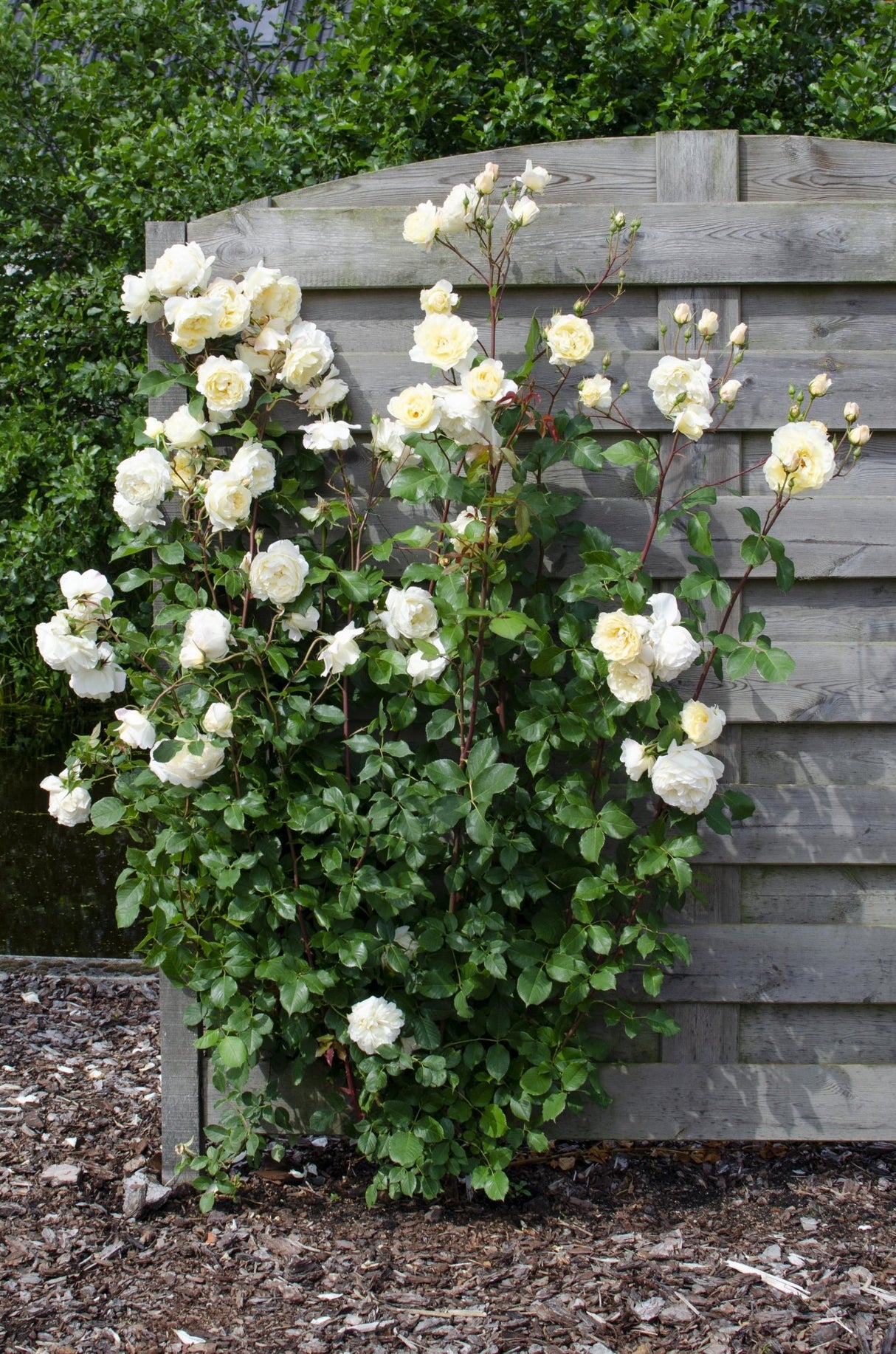 Livraison plante - Rosier vanille blanc - ↨65cm - Ø15 - arbuste fleuri
