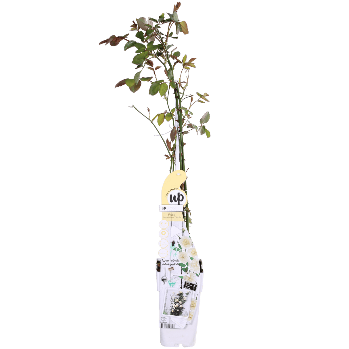 Livraison plante - Rosier vanille - lot de 3 - ↨65cm - Ø15 - plante d'extérieur fleurie
