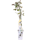 Livraison plante - Rosier vanille - lot de 3 - ↨65cm - Ø15 - plante d'extérieur fleurie