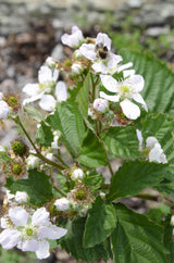 Livraison plante - Rubus fruticosus 'Black Satin'