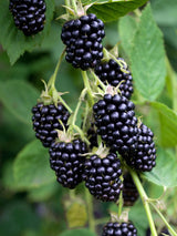 Livraison plante - Rubus fruticosus 'Black Satin'